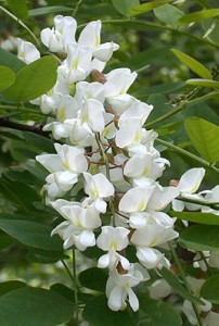 Black Locust – Acacia Honey