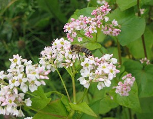 buckwheat Buckwheat with Honey Bee