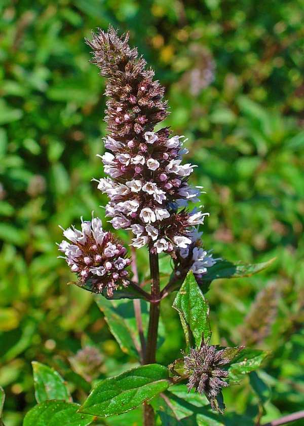 Peppermint Blossom Peppermint Blossom