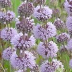 Pennyroyal Pennyroyal Blossoms