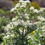 PineTreePennyroyal