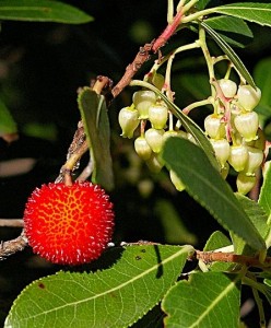 Strawberry Tree Honey