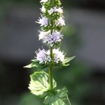 spearmint-flower