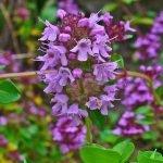 Mother-of-Thyme (T. Serpyllum)