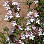 Garden Thyme (T. Vulgaris)
