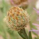 Centaurea americana bud