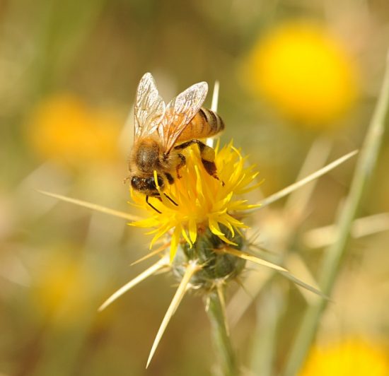 Star Thistle Honey