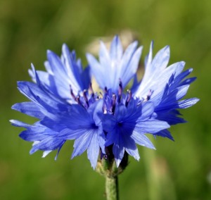 Centaurea cyanus