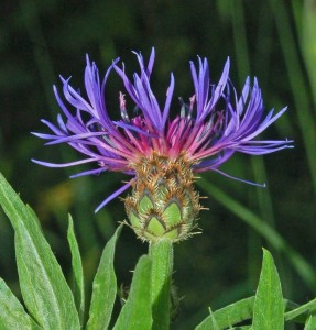 Centaurea squarrosa