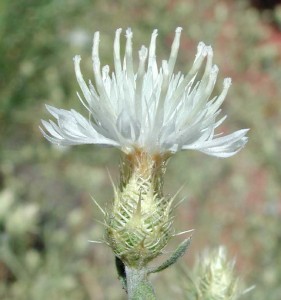 Centaurea diffusa