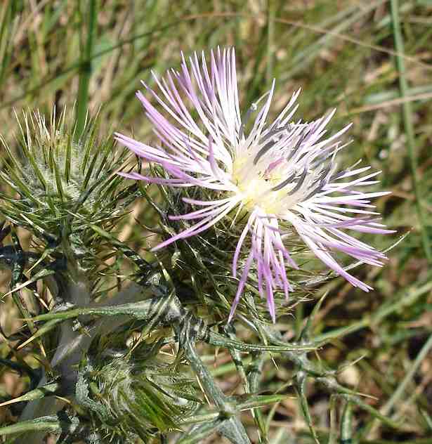 Thistle Honey - Italy