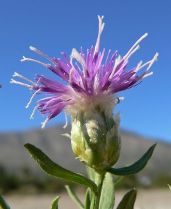 Russian Knapweed - Centaurea repens