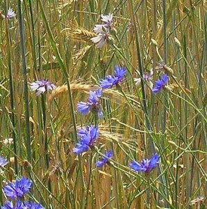 Cornflower and Rye