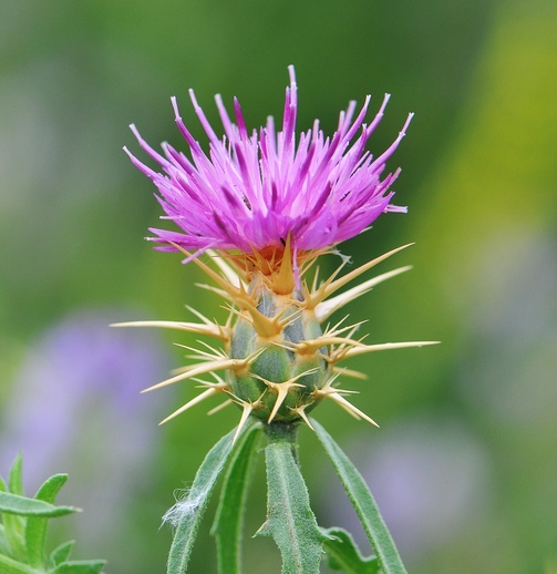 Purple Star Thistle Honey