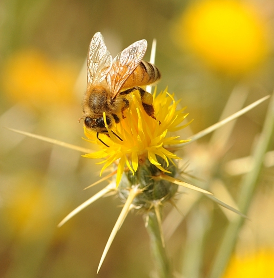 Yellow Star Thistle