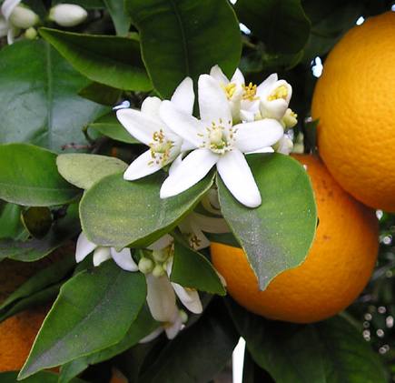 Citrus honeydew honey