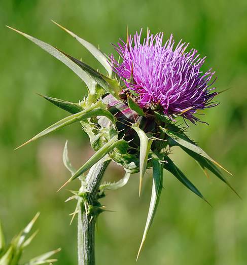 Milk Thistle - Silybum Marianum